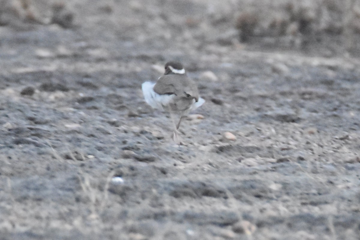 Forbes's Plover - ML615268865