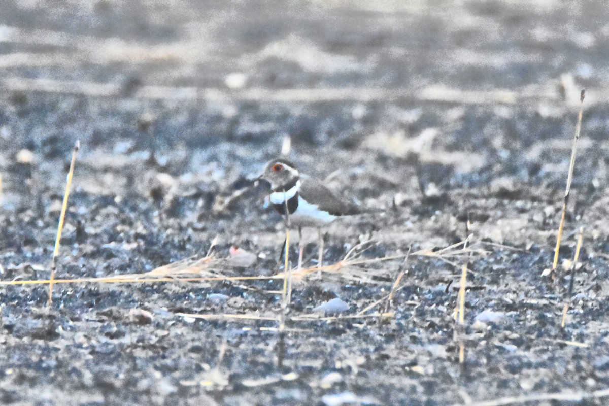 Forbes's Plover - ML615268866