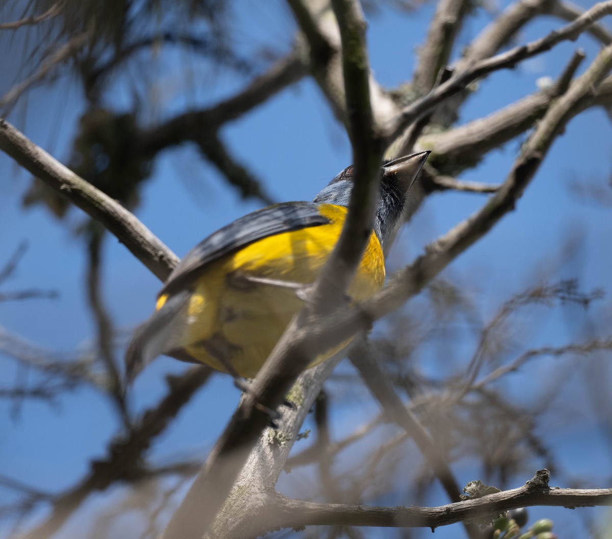 Blue-and-yellow Tanager - ML615268934