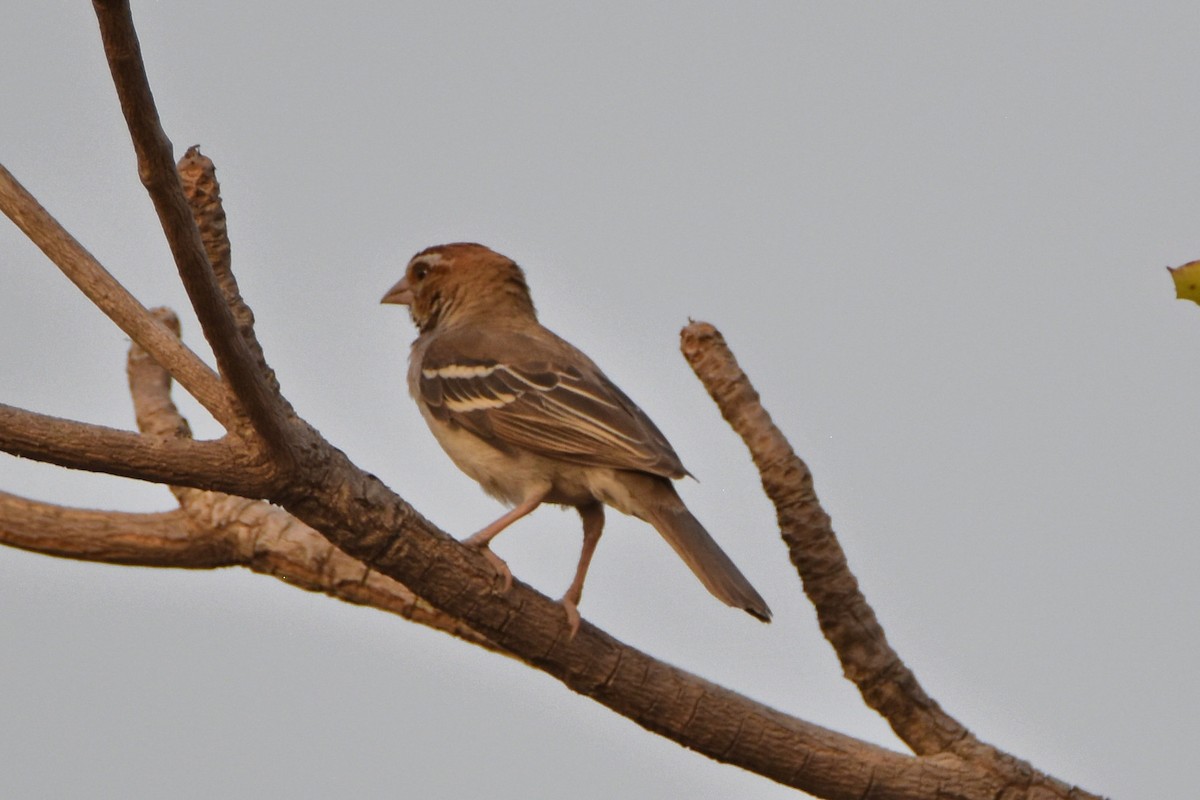 Chestnut-crowned Sparrow-Weaver - ML615269018