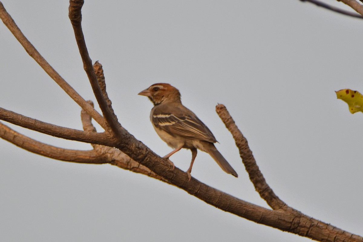 Chestnut-crowned Sparrow-Weaver - ML615269019