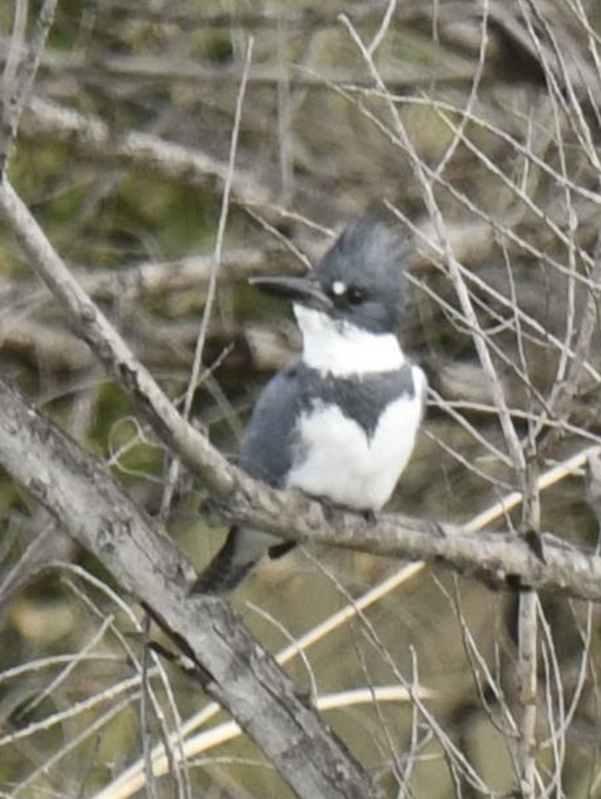 Belted Kingfisher - ML615269117