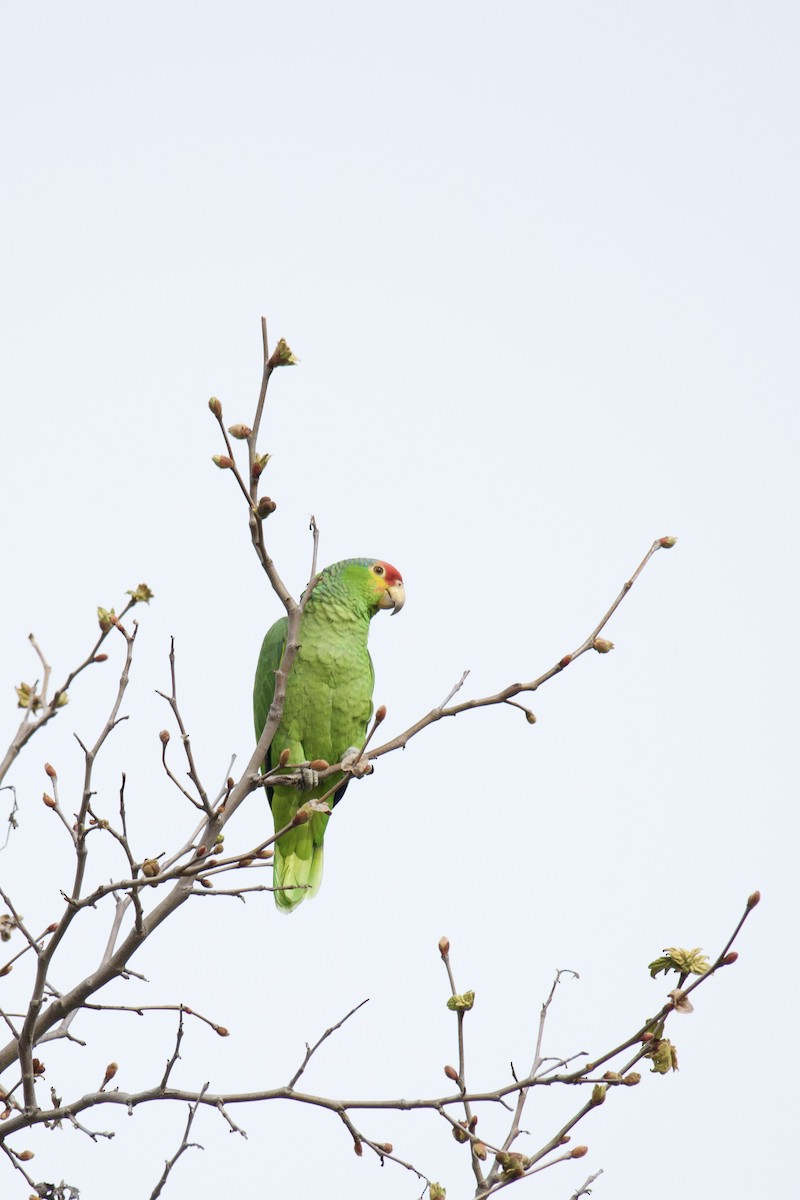 Red-lored Parrot - ML615269135