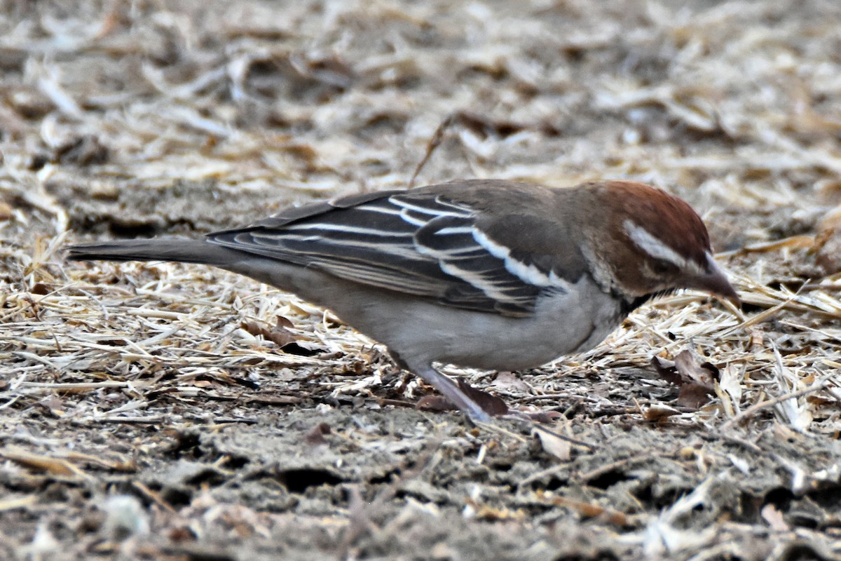 Chestnut-crowned Sparrow-Weaver - ML615269190
