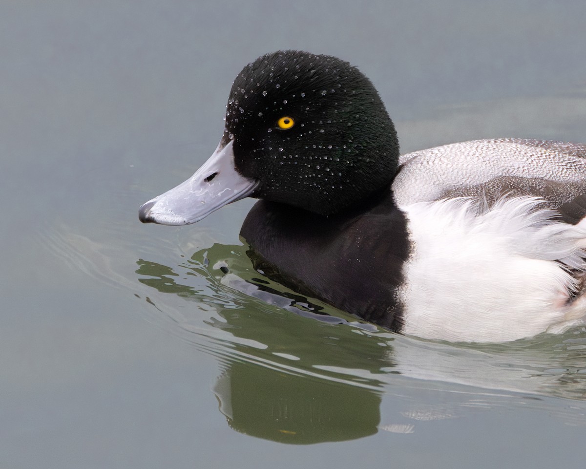 Greater Scaup - ML615269400