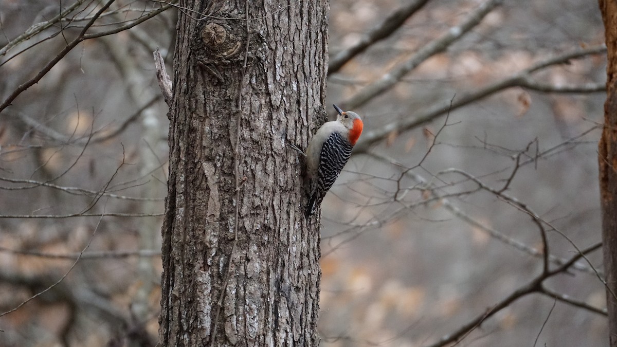 Red-bellied Woodpecker - ML615269439