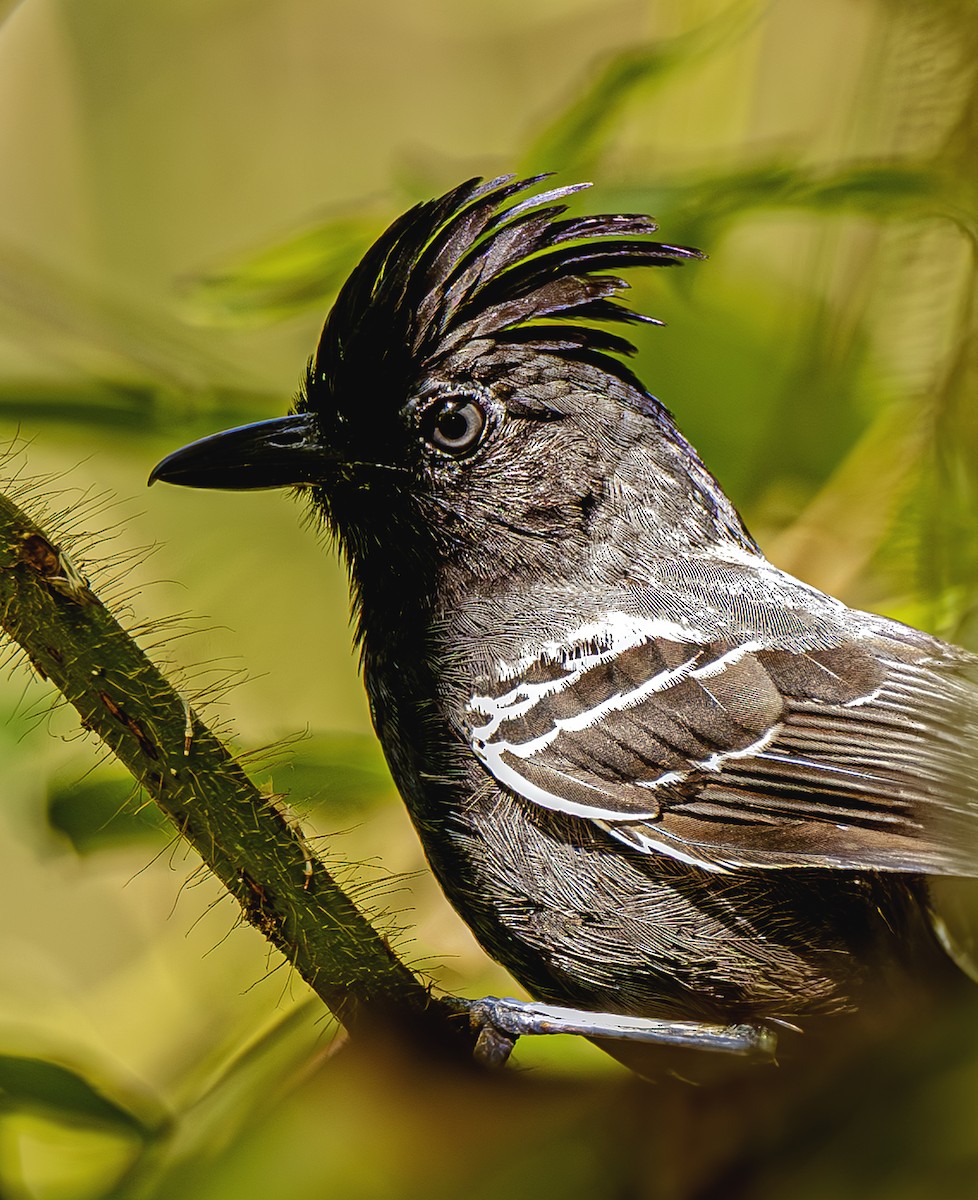 White-lined Antbird - ML615269486