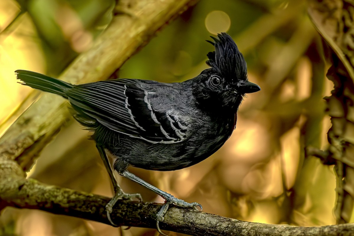 White-lined Antbird - ML615269487