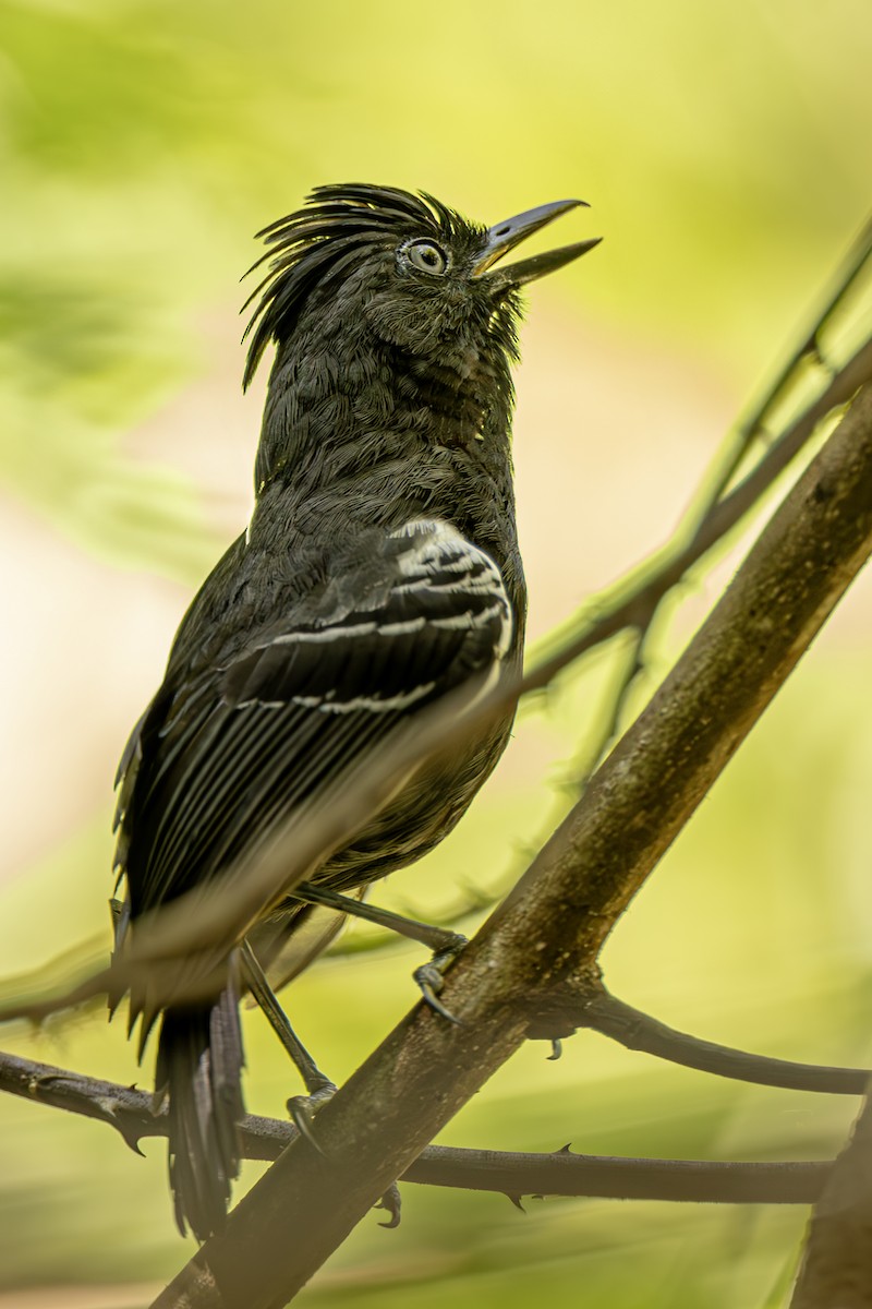 White-lined Antbird - ML615269488