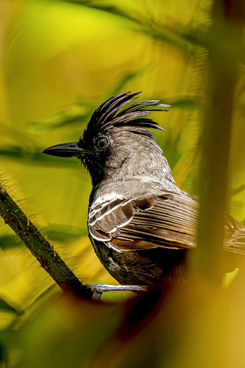 White-lined Antbird - ML615269489