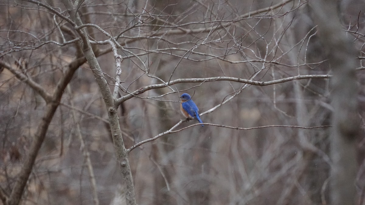 Eastern Bluebird - Anonymous