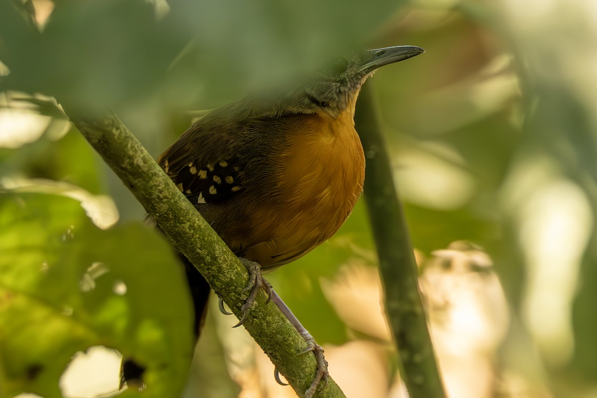 Black-throated Antbird - Jose Juan Pamplona