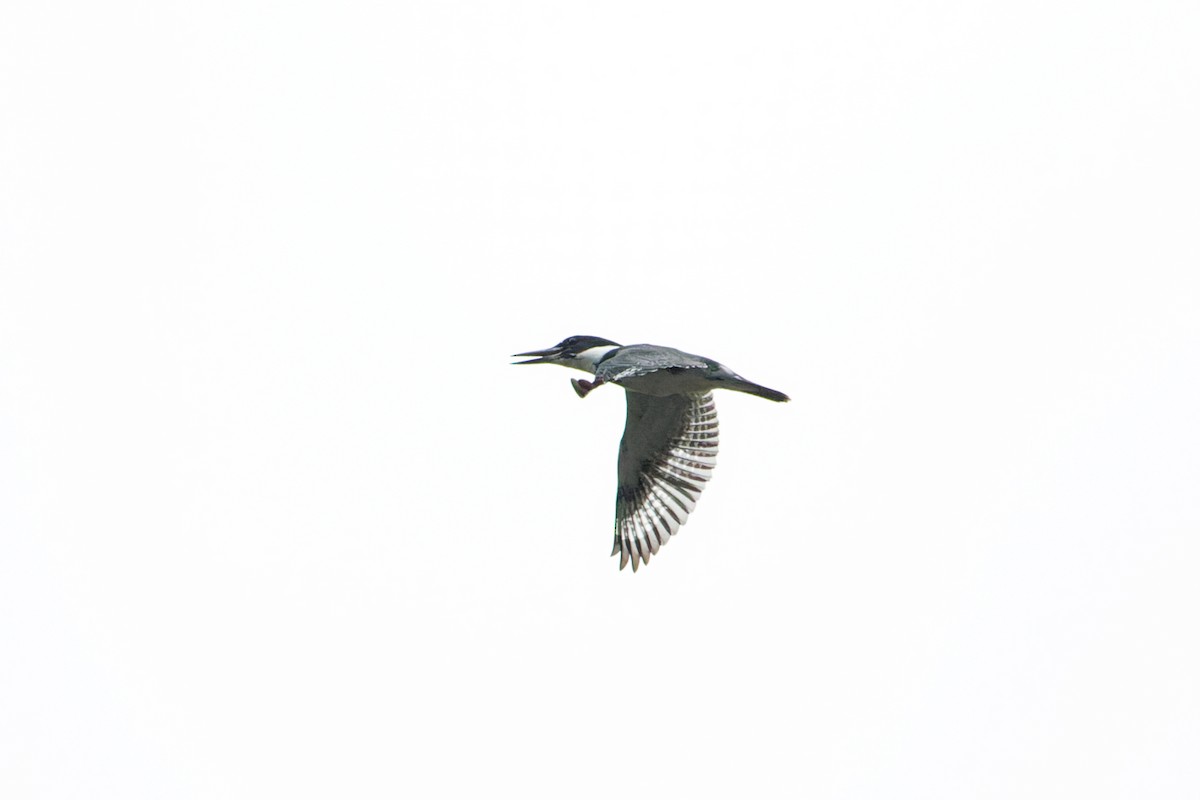 Belted Kingfisher - Shreyas Punacha