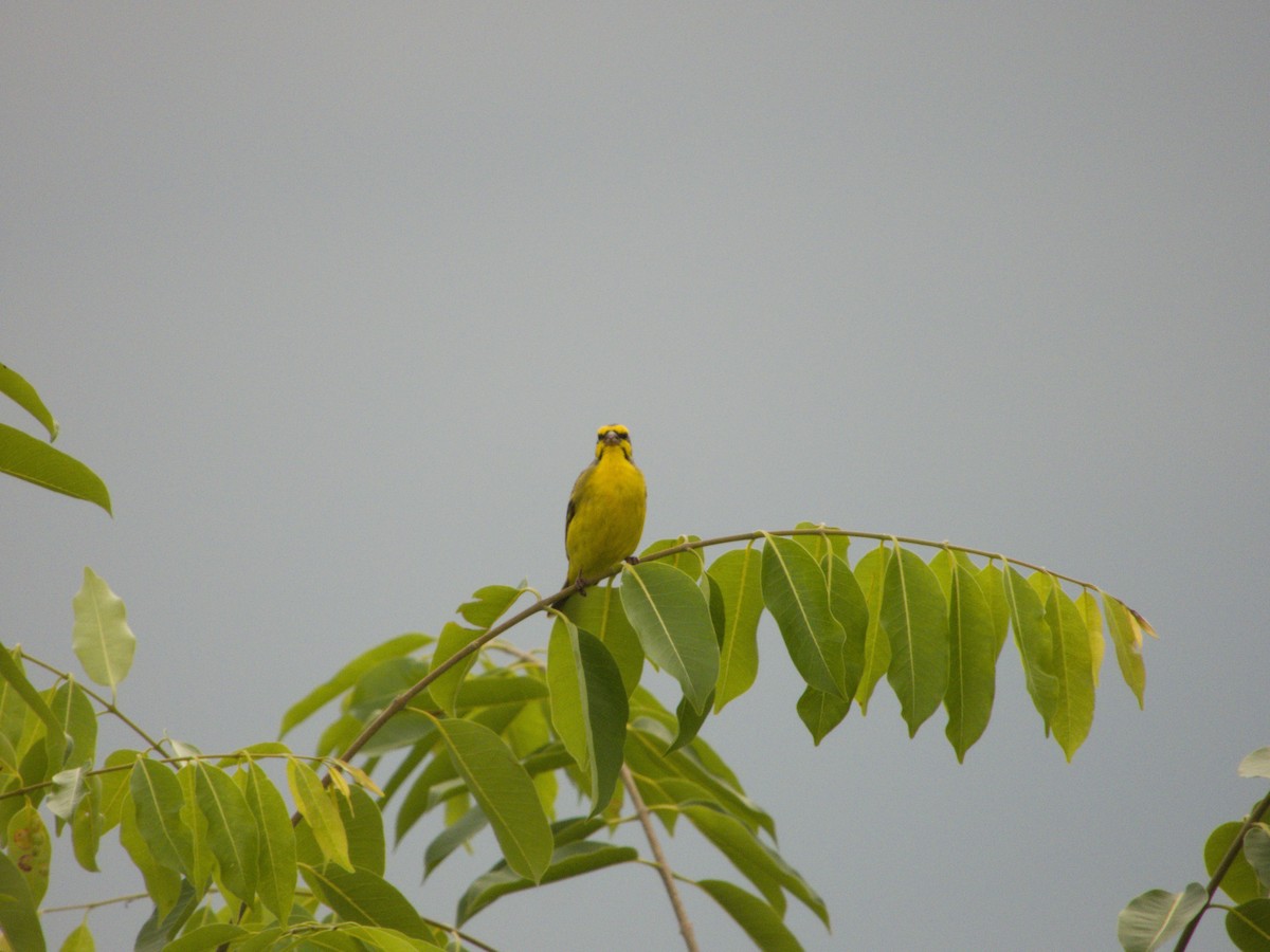 Yellow-fronted Canary - ML615269852