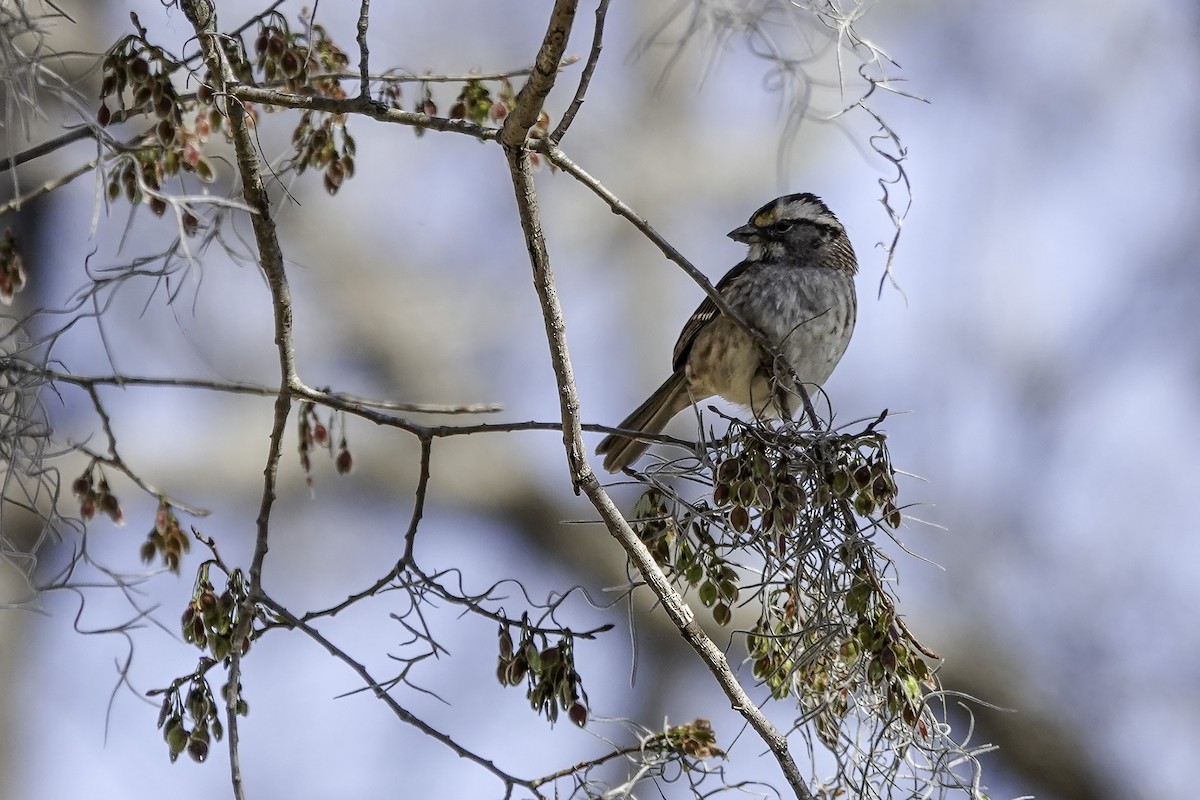 White-throated Sparrow - ML615269854