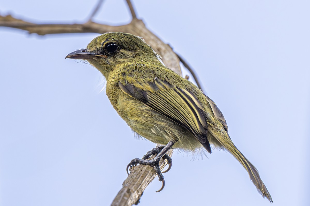 Olive-faced Flatbill - ML615269911