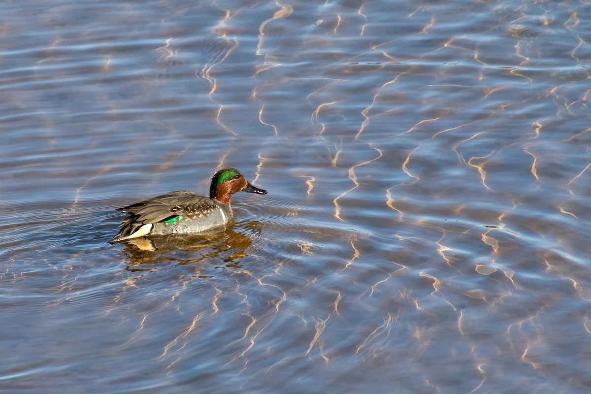 Green-winged Teal - Janet Hill
