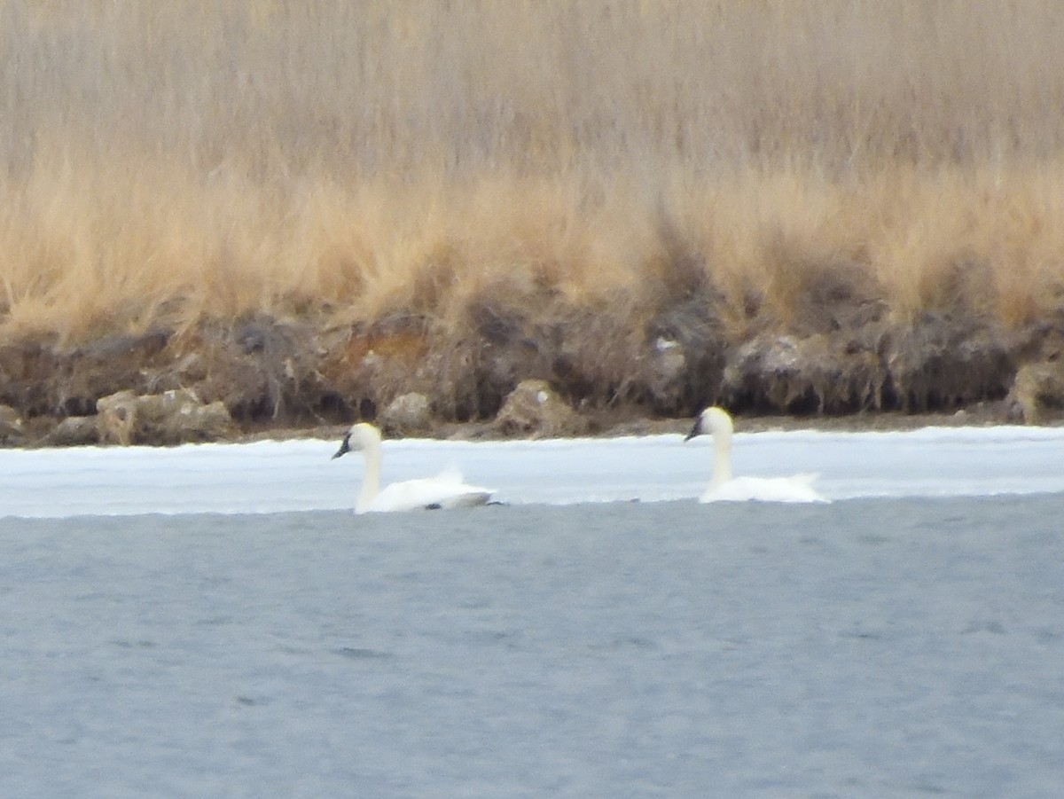 EBird Checklist 24 Feb 2024 Spokane Bar Trail 16 Species   1200