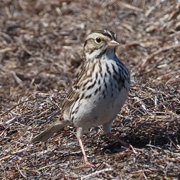 Savannah Sparrow - ML615270488