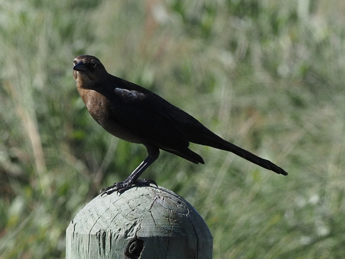 Great-tailed Grackle - ML615270498