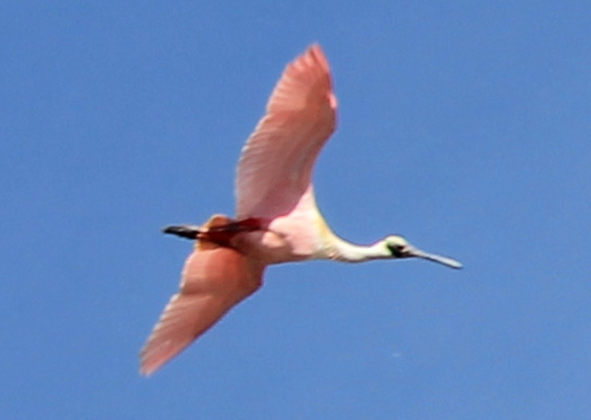 Ebird Checklist Feb Loxahatchee Nwr Species