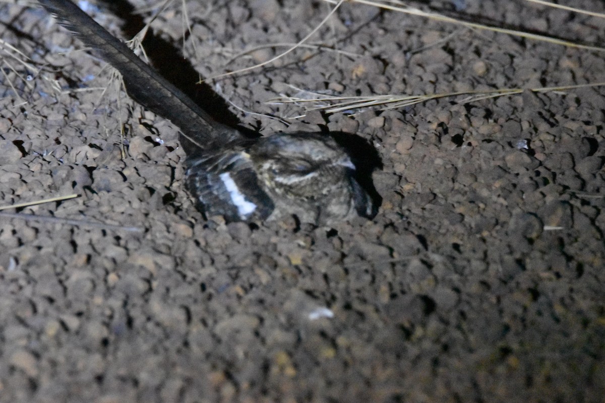 Long-tailed Nightjar - Peter Kavouras