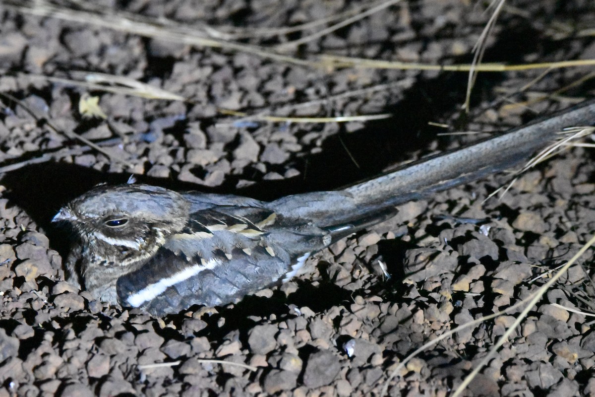 Long-tailed Nightjar - Peter Kavouras