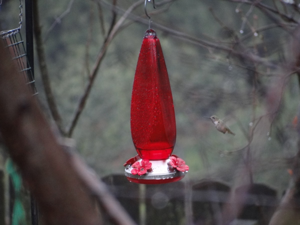Calliope Hummingbird - Todd A. Watkins