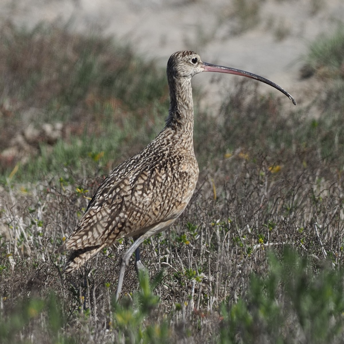 Long-billed Curlew - ML615270632