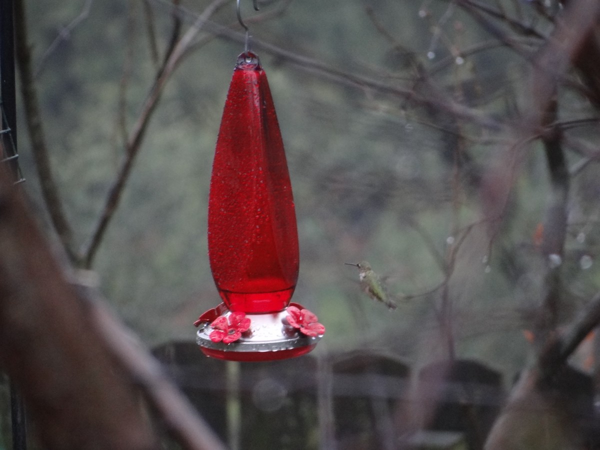 Calliope Hummingbird - ML615270634