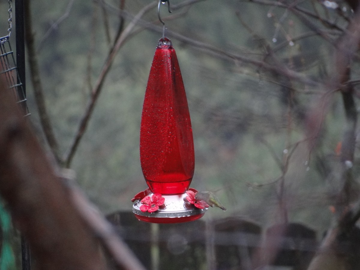 Calliope Hummingbird - ML615270654