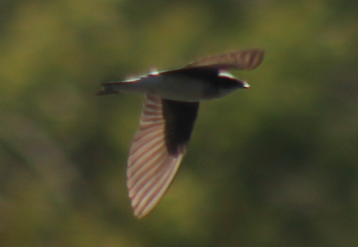 Northern Rough-winged Swallow - ML615270858