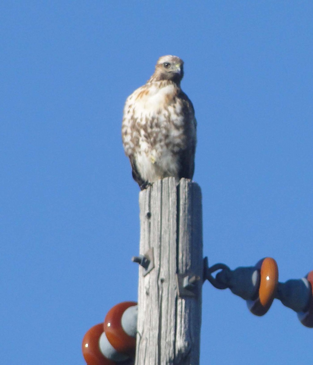 Red-tailed Hawk - ML615271061