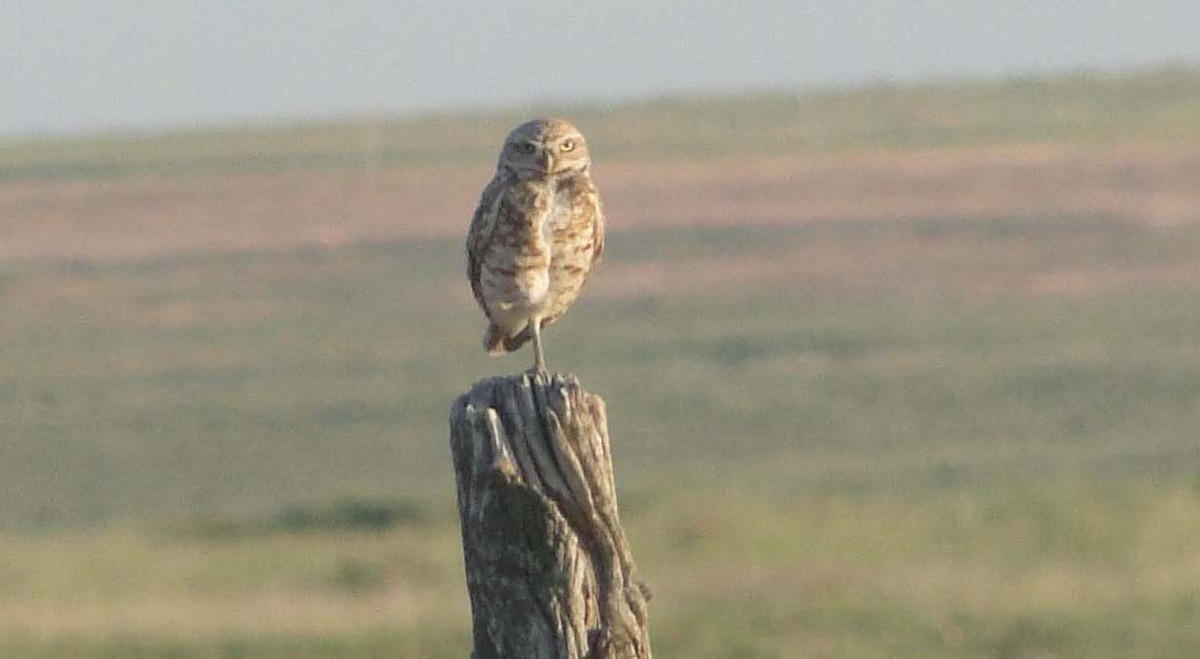 Burrowing Owl - ML615271081