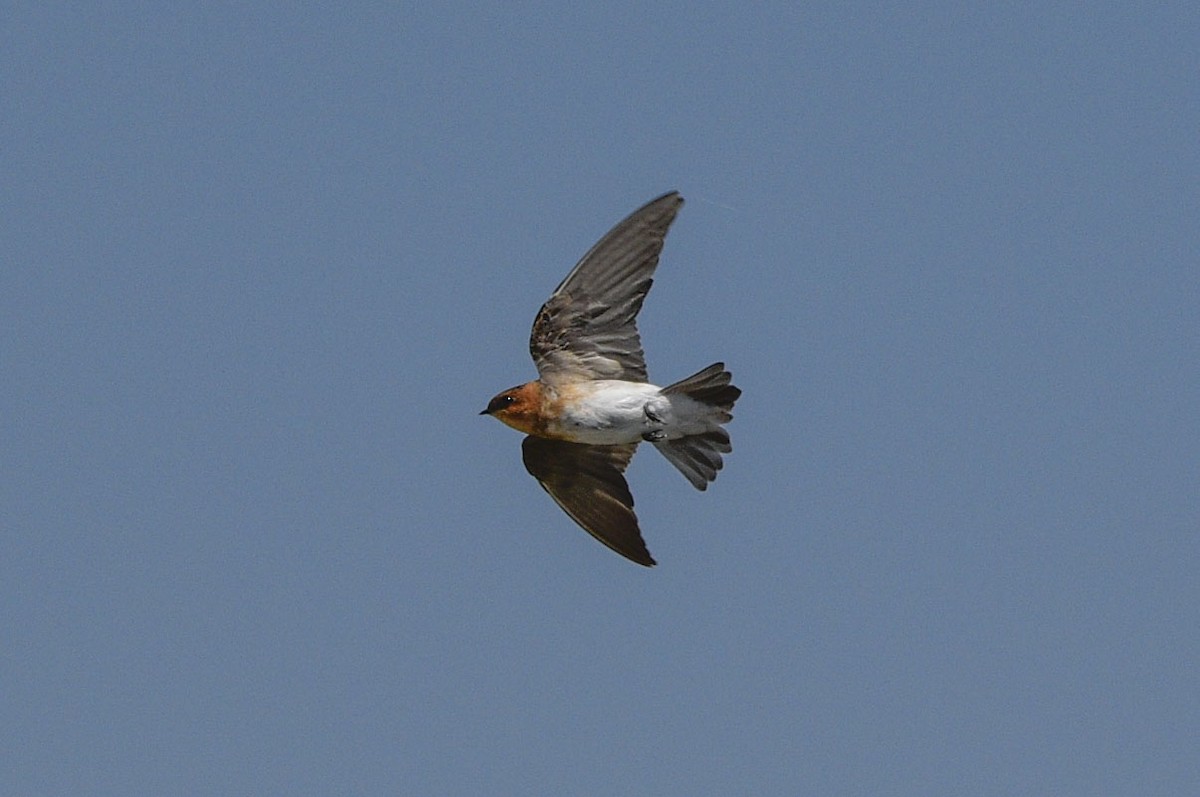 Tawny-headed Swallow - ML615271097