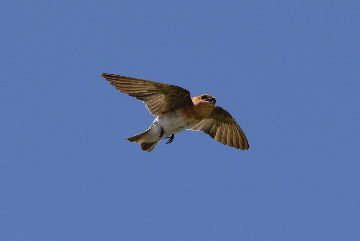 Tawny-headed Swallow - ML615271098