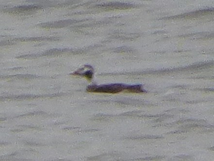 Long-tailed Duck - ML615271378