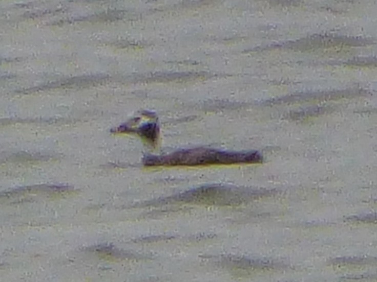 Long-tailed Duck - ML615271379