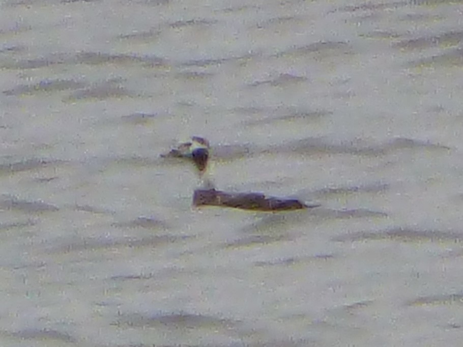 Long-tailed Duck - ML615271380