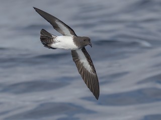  - White-bellied Storm-Petrel