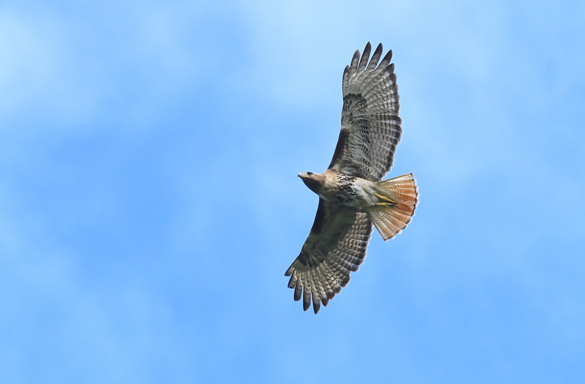 Red-tailed Hawk (jamaicensis) - ML615271586