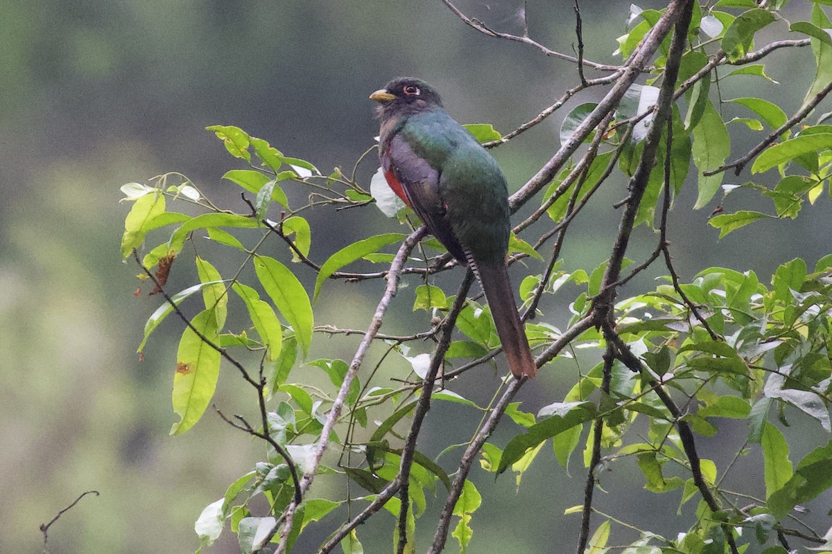 Collared Trogon (Collared) - Terry Bohling