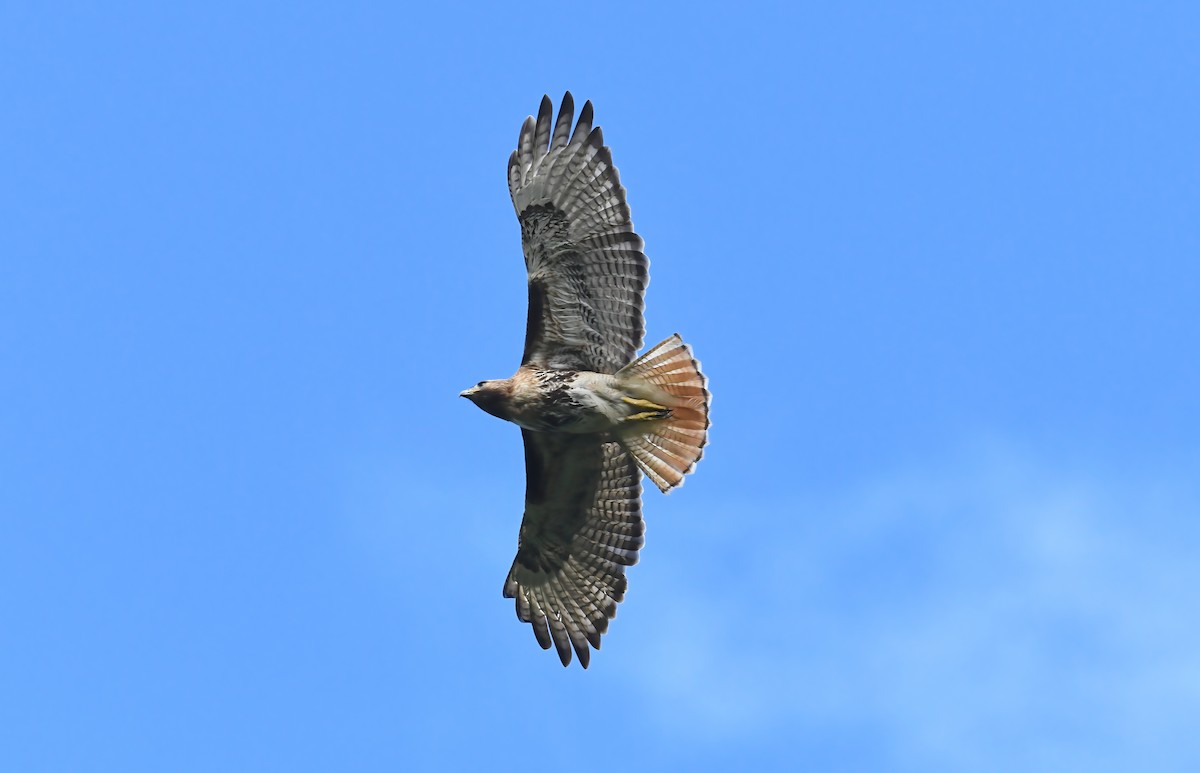 Red-tailed Hawk (jamaicensis) - ML615271591
