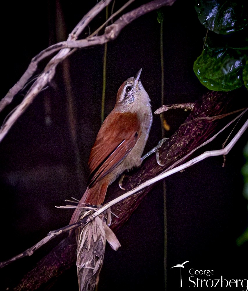 Rusty-backed Spinetail - ML615271618