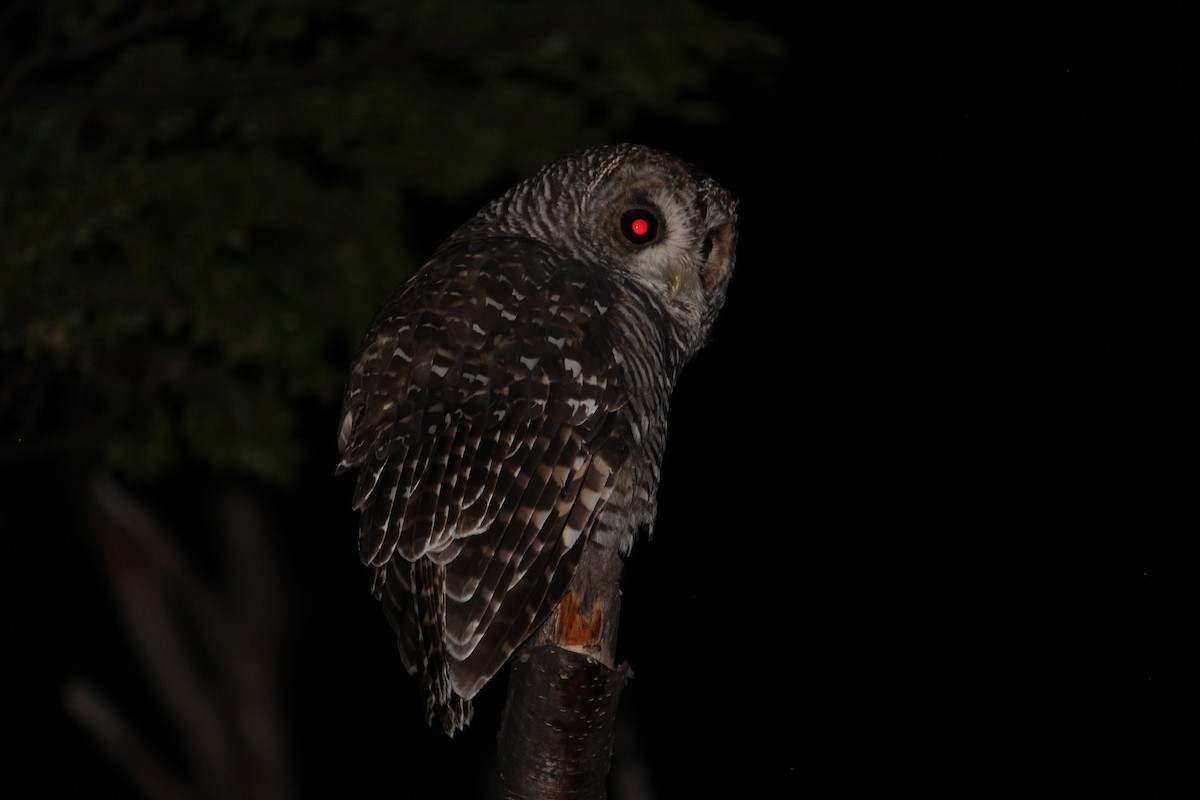 Rufous-legged Owl - Bastian Palma farias