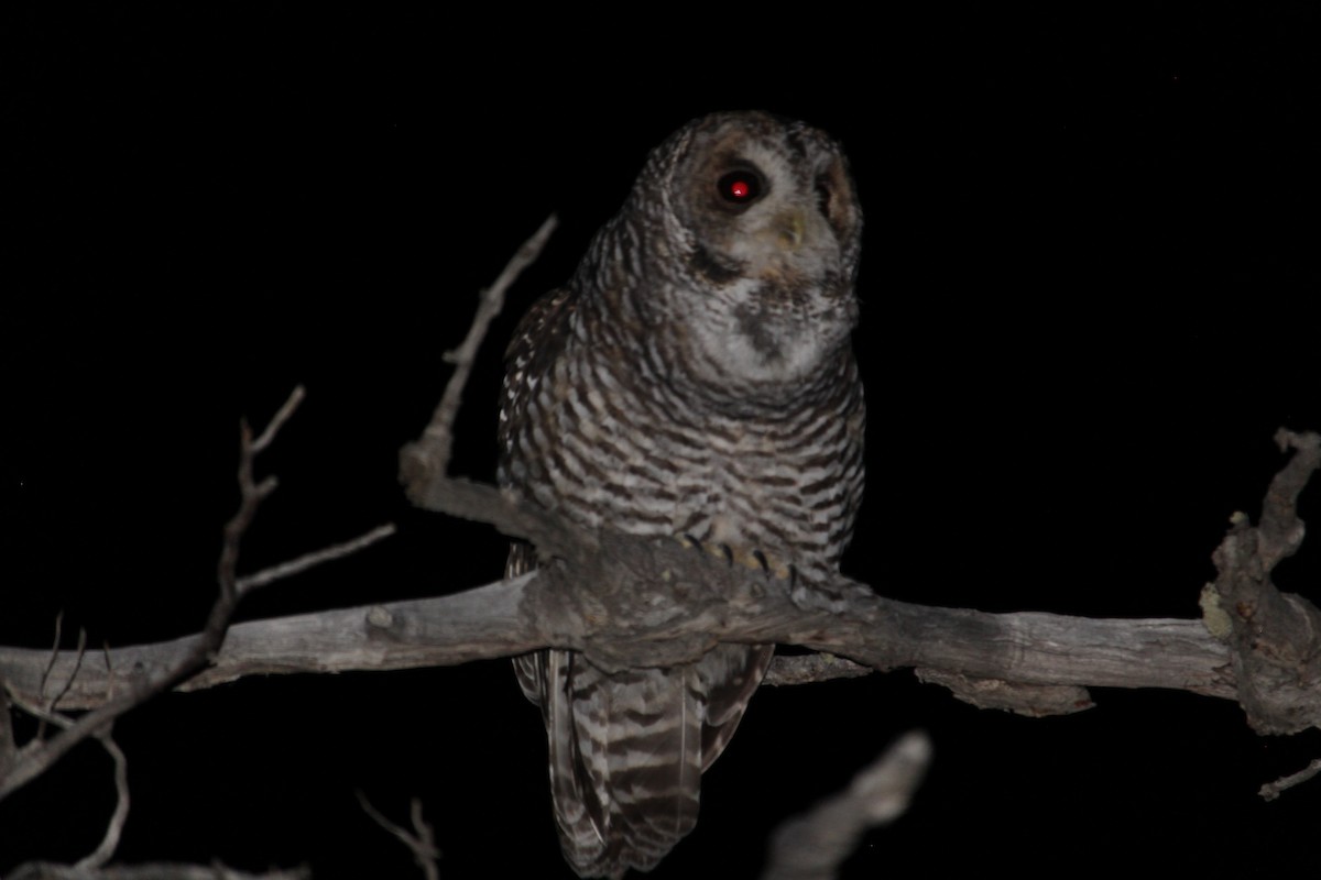 Rufous-legged Owl - Bastian Palma farias
