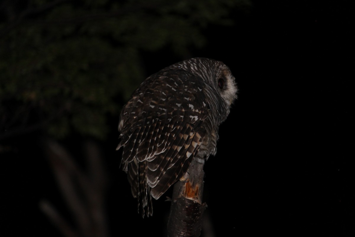 Rufous-legged Owl - ML615271709