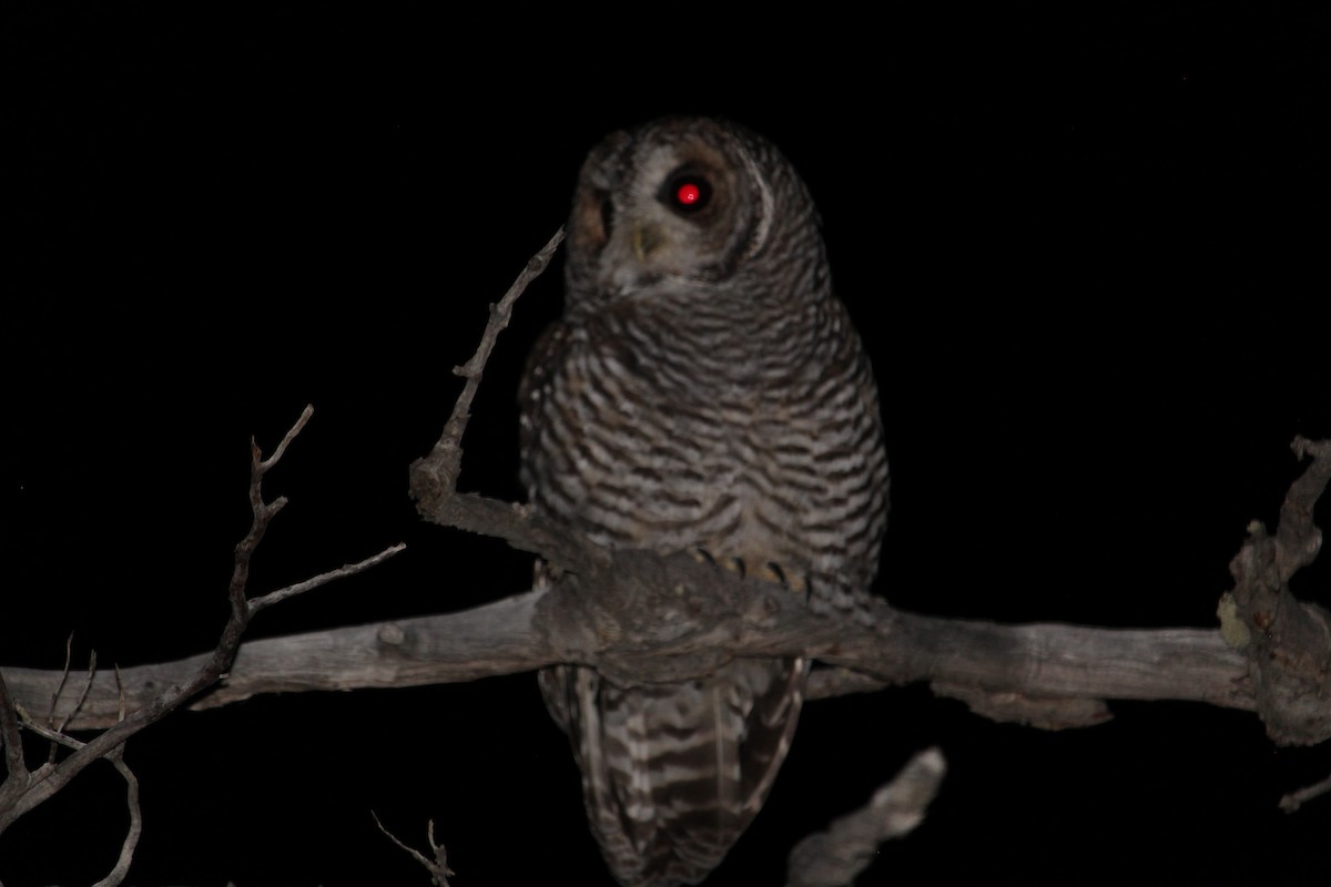 Rufous-legged Owl - ML615271710