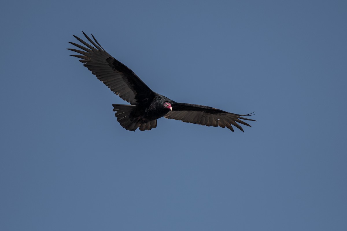 Turkey Vulture - ML615271811