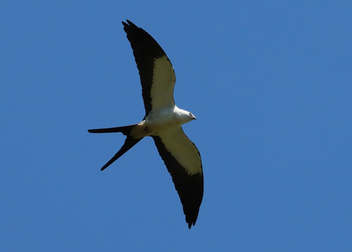 Swallow-tailed Kite - ML615271818